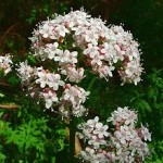 Valeriana_officinalis