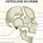 boite cranienne os