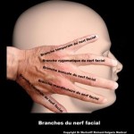 branches du nerf facial