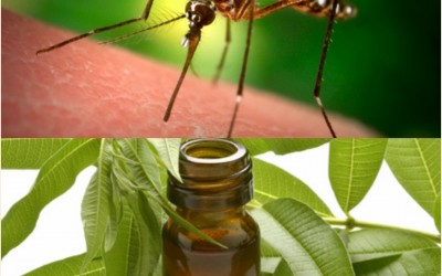 Votre arme naturelle anti-moustiques pour cet été…