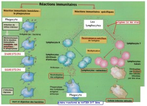 schéma-bilan-système-immunitaire1