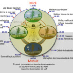 Biological_clock_humanNycthéméralFrenchVersion