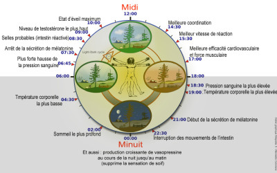 LA CHRONOTHERAPIE OU CHRONOPHARMACOLOGIE, LE BON MEDICAMENT AU BON MOMENT