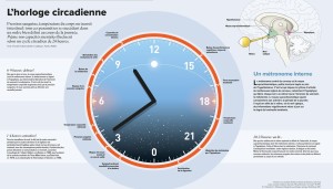 horloge circadienne